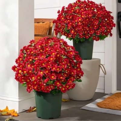 Product: Artificial Sunset Mums Artificial Outdoor Sunset Mums Flowers - UV Resistant Waterproof Windproof for Outside Home Indoor Planter Never Faded Look Real, Full, Vibrant (Scarlet, 25Bundles)