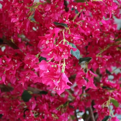Product: Artificial Bougainvillea Tree, Faux Tree Realistic Bougainvillea Plant with Flowers/Leaves for Home Office Garden Farmhouse Christmas Holiday Decor(2x1.8m/78x72in)