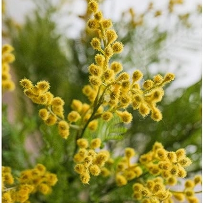 Product: TXGJWRA Artificial Flowers Fake Flower Artificial Yellow Acacia Flowers Mimosa Plush Silk Flower Fake Flower Vase Set Home Wedding Party Table Decorations,Frosted Vase+Flower-Q