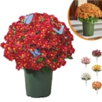 Product: Artificial Sunset Mums Artificial Outdoor Sunset Mums Flowers - UV Resistant Waterproof Windproof for Outside Home Indoor Planter Never Faded Look Real, Full, Vibrant (Scarlet, 25Bundles)