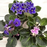 Product: African Violet 3-Pack, 4-Inch Pots, Assorted Colors, Indoor Houseplant, Home Decor, Office Decor, Live Plants- La Costa Plants