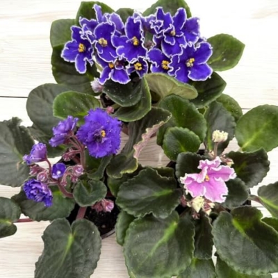 Product: African Violet 3-Pack, 4-Inch Pots, Assorted Colors, Indoor Houseplant, Home Decor, Office Decor, Live Plants- La Costa Plants