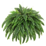 Product: Dkaltm Single Silky Artificial Boston Fern Bush, 49Inch Large Artificial Ferns for Outdoors, Large Faux Ferns Artificial Plants,Suitable for Decorating Office, Living Room Faux Greenery,95Branches