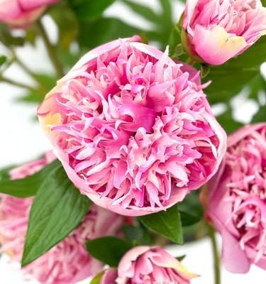 Product: 3PCS 2-Heads Pink Peony Flowers,Artificial Beautiful Plants for Wedding Home Table Centerpieces Decoration Floral Arrangement (NO VASE) for Wedding/Home Decoration