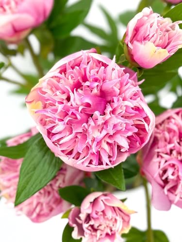 Product: 3PCS 2-Heads Pink Peony Flowers,Artificial Beautiful Plants for Wedding Home Table Centerpieces Decoration Floral Arrangement (NO VASE) for Wedding/Home Decoration