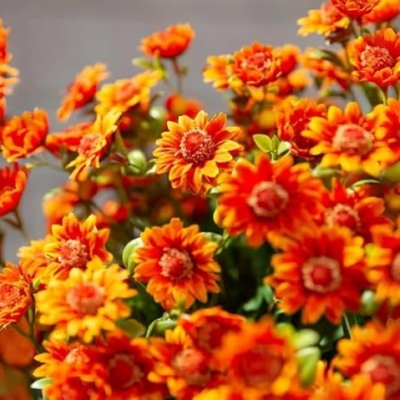 Product: Artificial Sunset Mums Artificial Outdoor Sunset Mums Flowers - UV Resistant Waterproof Windproof for Outside Home Indoor Planter Never Faded Look Real, Full, Vibrant (Scarlet, 25Bundles)