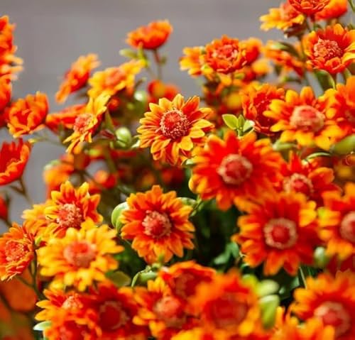 Product: Artificial Sunset Mums Artificial Outdoor Sunset Mums Flowers - UV Resistant Waterproof Windproof for Outside Home Indoor Planter Never Faded Look Real, Full, Vibrant (Scarlet, 25Bundles)