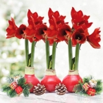 Product: Red Waxed Amaryllis Flower Collection, No Water Needed (Pack of 3)