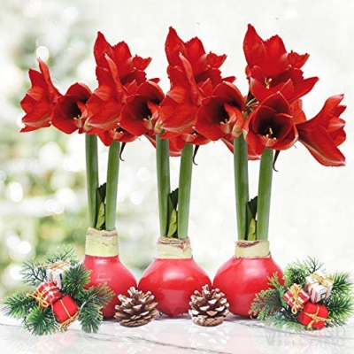 Product: Red Waxed Amaryllis Flower Collection, No Water Needed (Pack of 3)