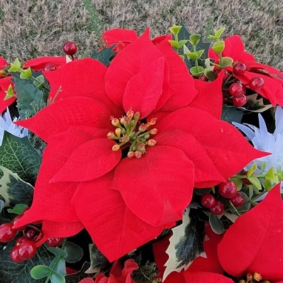 Product: Red and White Headstone Saddle, Poinsettia Grave Flowers for Perfect Winter Memorial Decoration Garland for Table Centerpiece Holiday Party Weddi