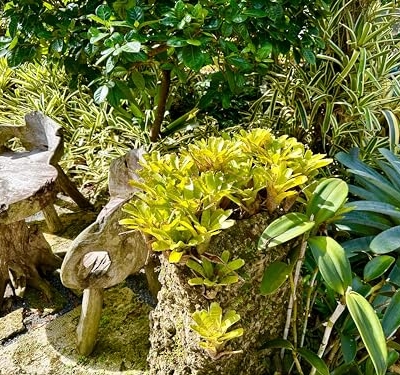 Product: ragnaroc Live Plants – Bromeliad Neoregelia Tigrina, 8-12" in 6" Pot - 1ct - Live Arrival Guaranteed - House Plants for Home Decor & Gift