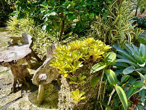 Product: ragnaroc Live Plants – Bromeliad Neoregelia Tigrina, 8-12" in 6" Pot - 1ct - Live Arrival Guaranteed - House Plants for Home Decor & Gift