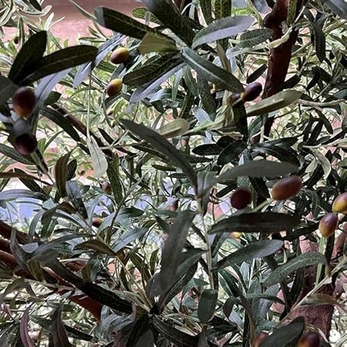 Product: Artificial Green Camellia Tree Faux Silk Plant Planter Fake Greenery Potted for Home Office Decor Indoor(3mx2.5m)