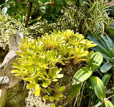 Product: ragnaroc Live Plants – Bromeliad Neoregelia Tigrina, 8-12" in 6" Pot - 1ct - Live Arrival Guaranteed - House Plants for Home Decor & Gift