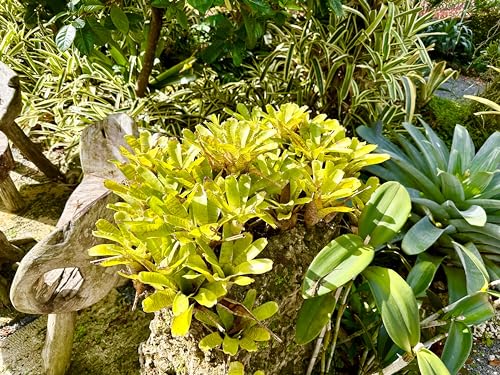 Product: ragnaroc Live Plants – Bromeliad Neoregelia Tigrina, 8-12" in 6" Pot - 1ct - Live Arrival Guaranteed - House Plants for Home Decor & Gift