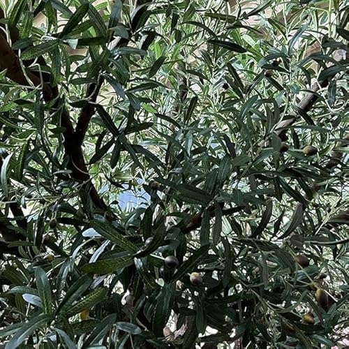 Product: Artificial Green Camellia Tree Faux Silk Plant Planter Fake Greenery Potted for Home Office Decor Indoor(3mx2.5m)