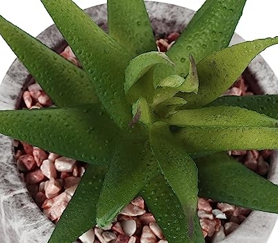 Product: IJOWEEN Charming Succulent Set for a Refreshing Indoor Vibe, Low Faux Plants in Stylish Grey Cement Pots, for Home Decor