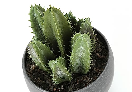 Product: IJOWEEN Set of 3 Artificial Succulent Plants, 6" Tall Indoor Greenery in Grey Cement Pots