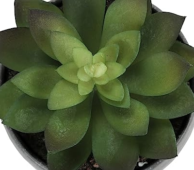 Product: IJOWEEN Set of 3 Artificial Succulent Plants, 6" Tall Indoor Greenery in Grey Cement Pots