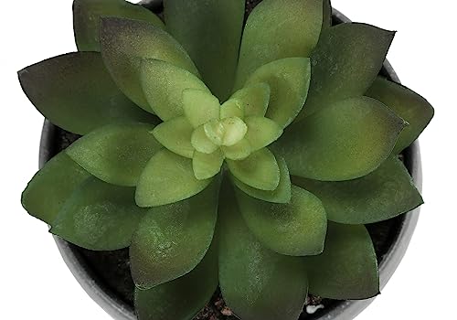 Product: IJOWEEN Set of 3 Artificial Succulent Plants, 6" Tall Indoor Greenery in Grey Cement Pots