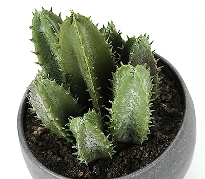 Product: OPAHDN Set of 3 Artificial Succulent Plants for Vibrant Home Décor, Easy Care Greenery in Stylish Grey Cement Pots,