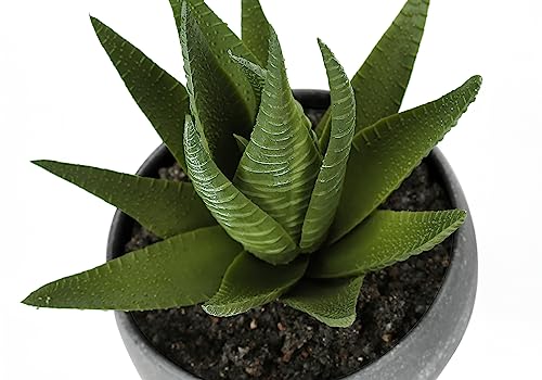 Product: OPAHDN Set of 3 Artificial Succulent Plants for Vibrant Home Décor, Easy Care Greenery in Stylish Grey Cement Pots,