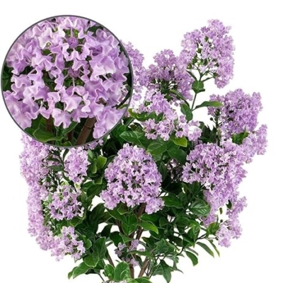 Silky Flower Store Artificial Purple Flower Tree, Handmade Floral Decor, Lifelike Faux Plant, Indoor Outdoor Accent, 36cm 13 13 Product: Vivid Purple Lifelike Artificial Flower Tree - 36" Handmade Floral Decor for Home, Living Room, Weddings, Banquets, and Funerals - Stunning Decorative Flowers